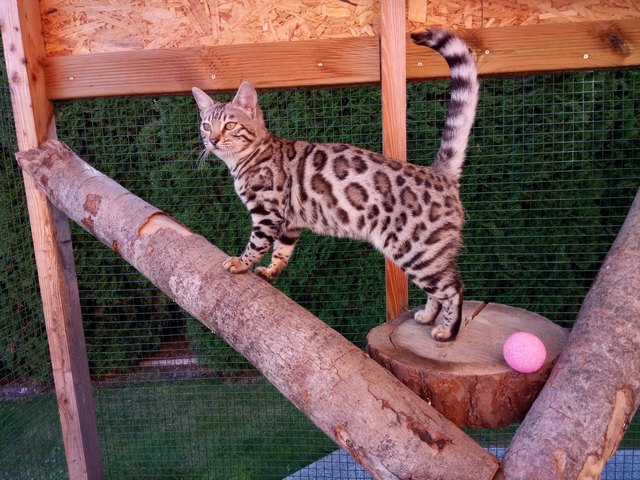 Bengal