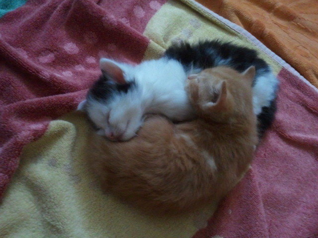 Yin Yang