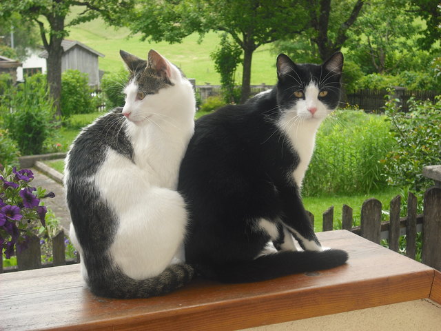 Dicke Freunde