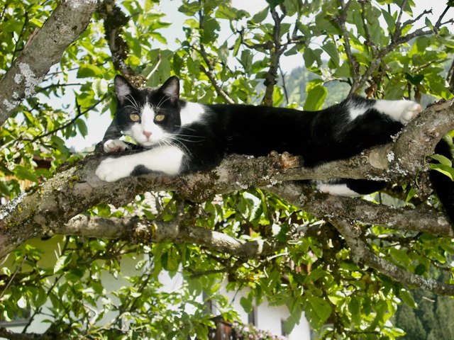 Chillen auf dem Baum