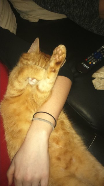Diva versteckt sich vor den Paparazzi's ;b