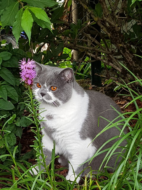 Dusty geniesst den Garten