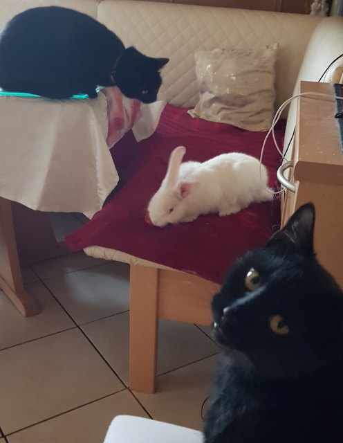 Der Neue im in der Familie wird beobachtet