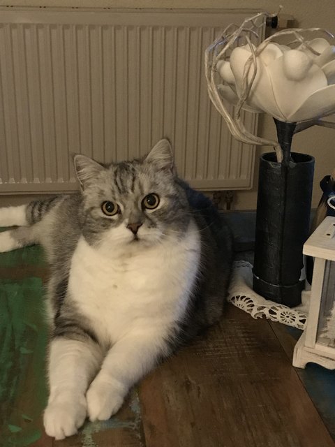 Petzi, der Edle