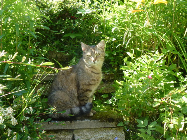 Madame Mauz