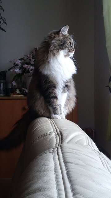 Carlo