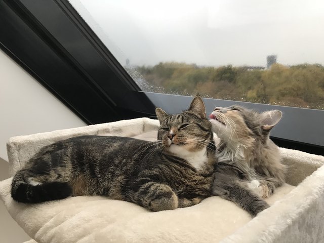 echte Liebe
