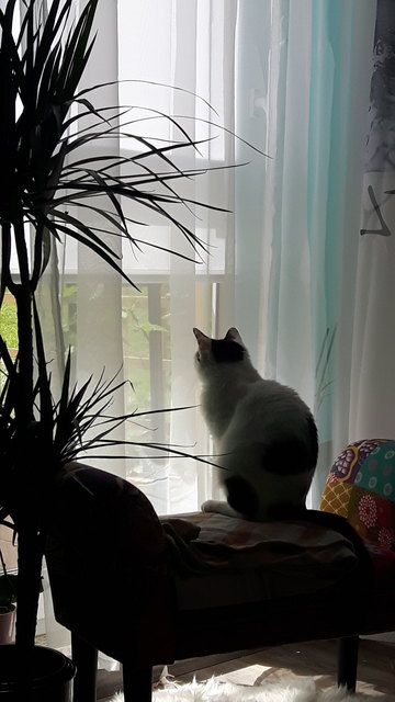 Amy