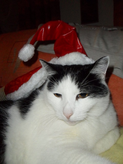 Santa Cat