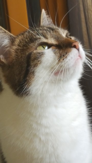 Minki