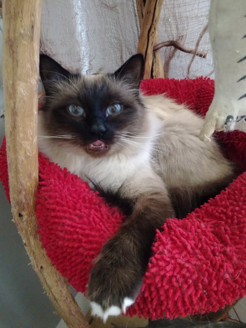 Kater primo