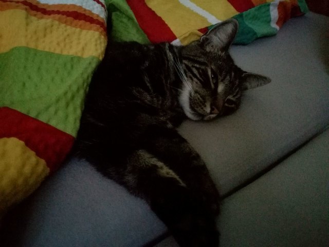 Im Bett ist es doch am schönsten, meint Kiro!