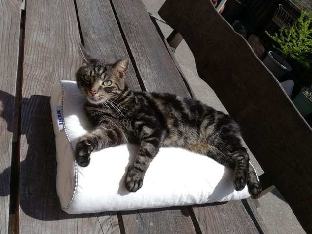 KING Kiro!