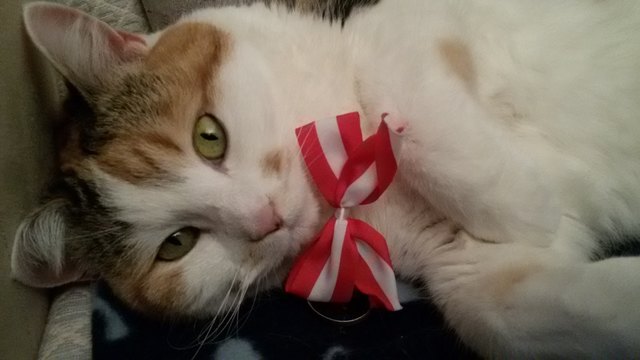 Miezi