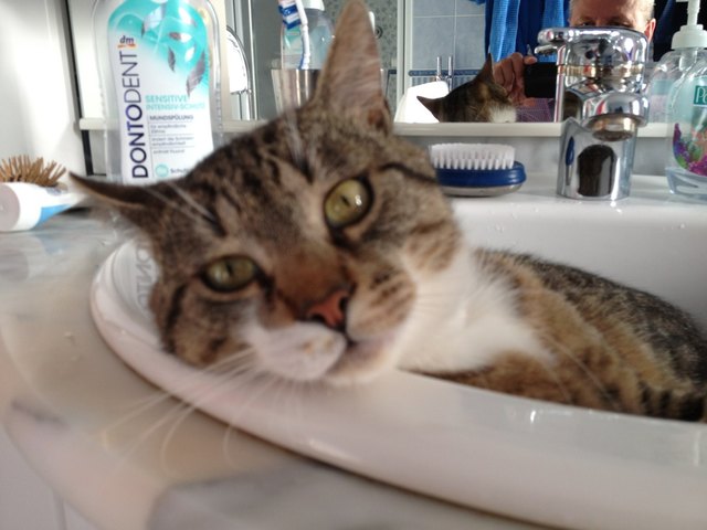 Katzenwäsche à la Lancelot