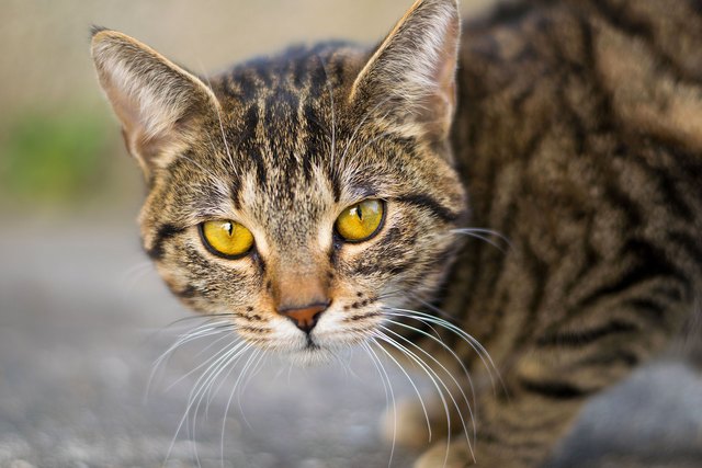 Funkelnde Augen, majestätischer Gang: Die Katze ist längst die heimliche Königin. Aber tut dies unserer Gesellschaft gut?