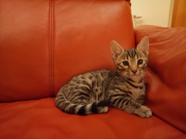 Bengal