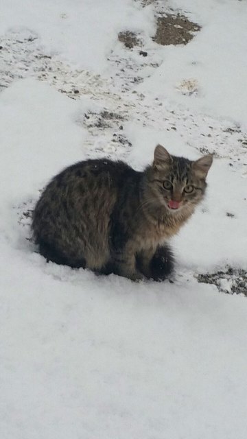 das war der erste Schnee von unserer Shila