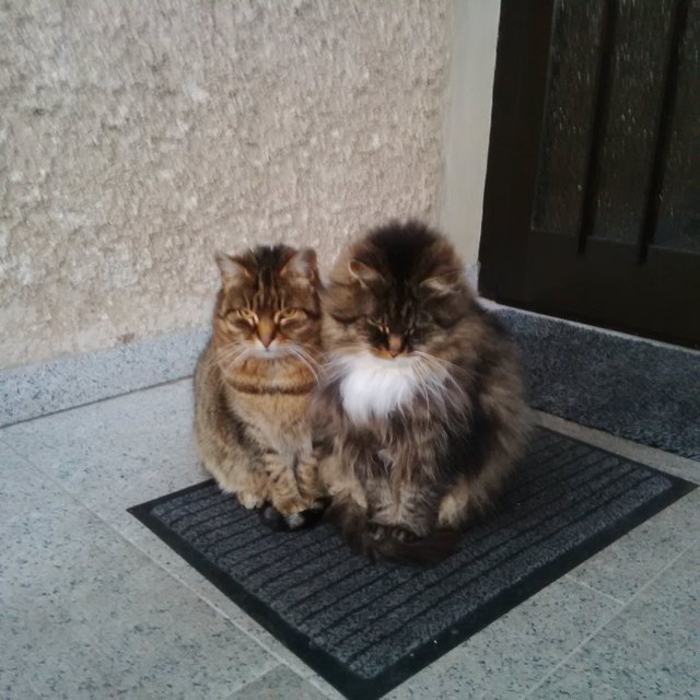 Heidi und Hanni