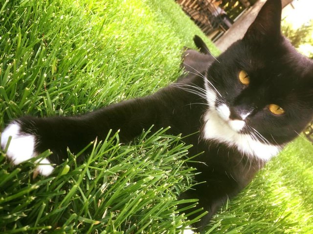 Mimi in der Sommerwiese
