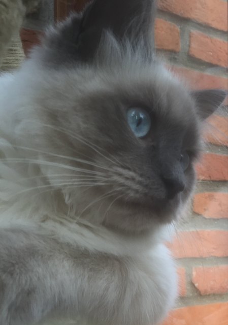 Kater Samy