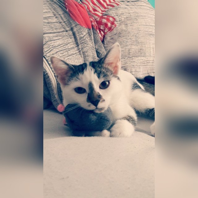 Amy