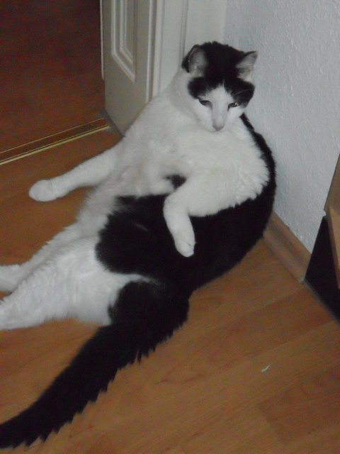 Faulpelz