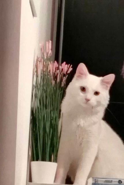 Neelix