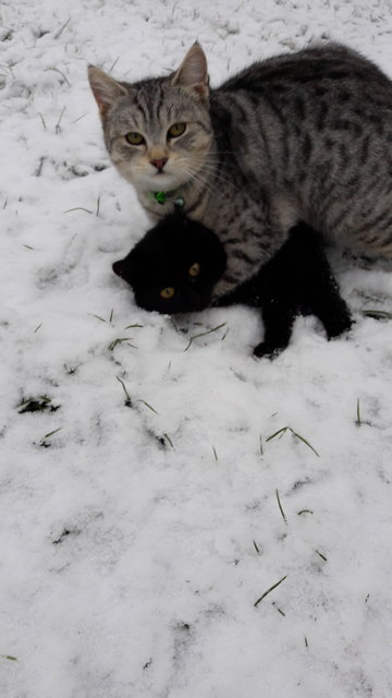 Whiskas mit unserem neu aufgenommenen streunerkätzchen Shadow