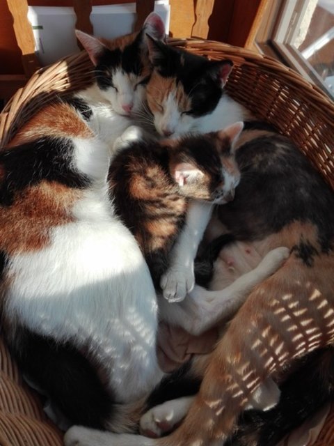 Meine Katzenfamilie: Oma / Mutter / Kind :-)