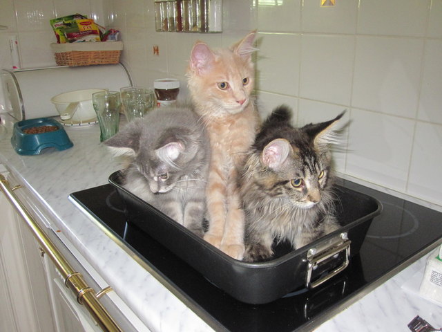 Überbackene Katzen