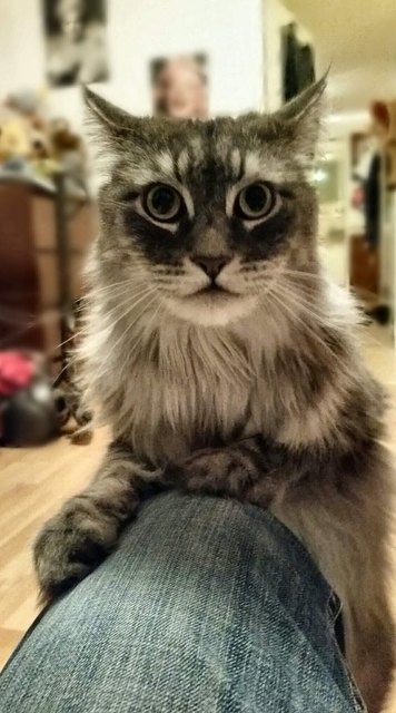 Samson, voller Adrenalin