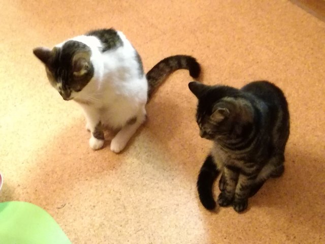 wo bleibt das Futter ?? Kiro & Luca in Warteposition