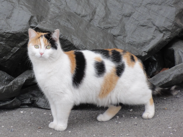 A fesche Katz!