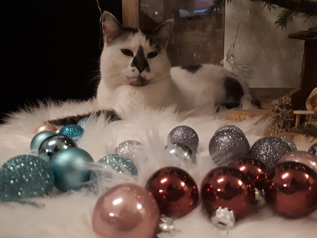 Amy