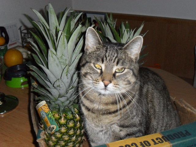 Tropic Cat
