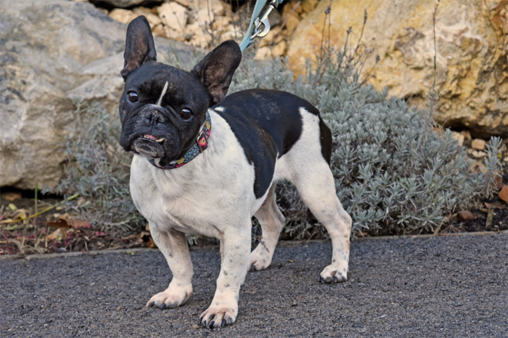 Trudy Sucht Ein Neues Zuhause Mistelbach