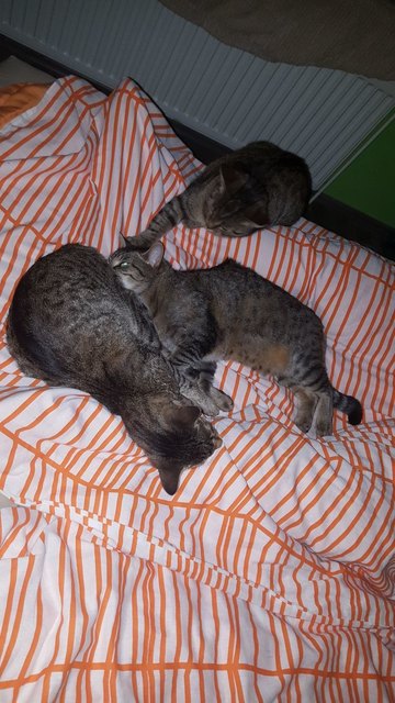 "beim Schmusen....Sana & Moritz im Bett :) Roxy beim wecken....", von Isabella Kern