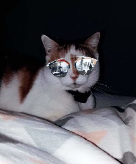 Mich lässt alles Cooll
