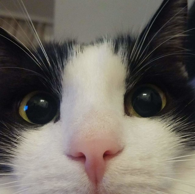 Huhu