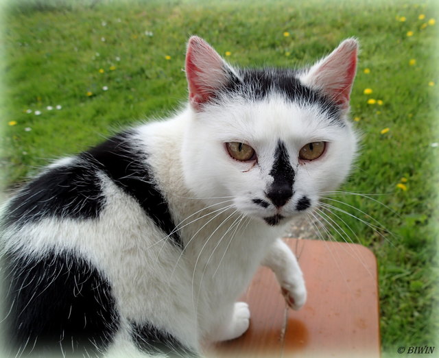 Dalmatinerkatze ;-)