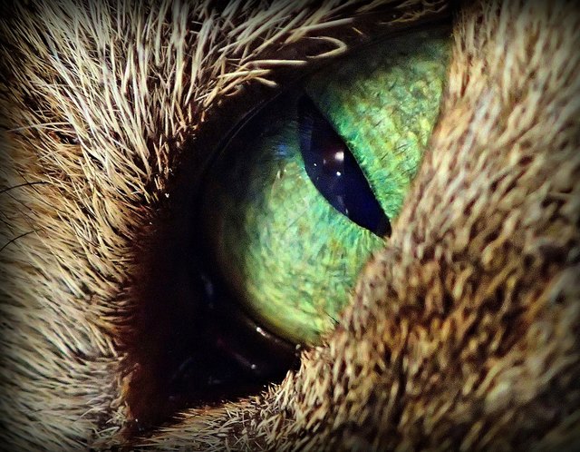 The eye of the tiger