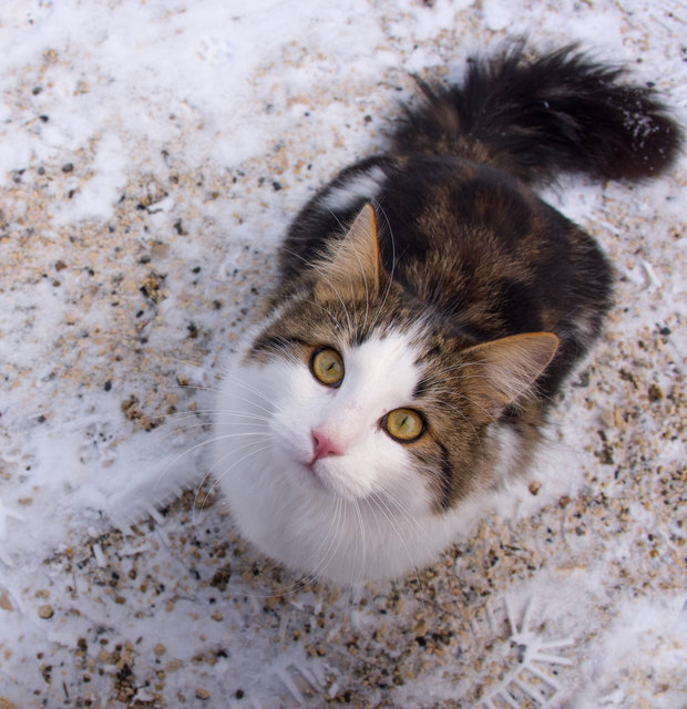 Schneemann