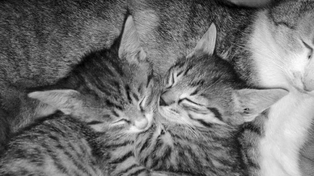 Katzen Kinderstube