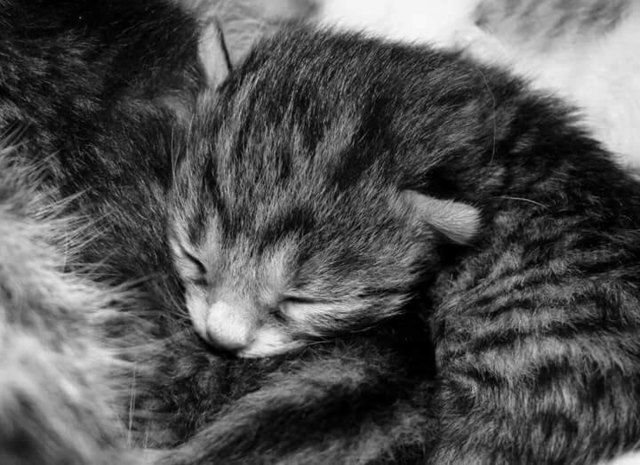 Müde Tigerbabys
