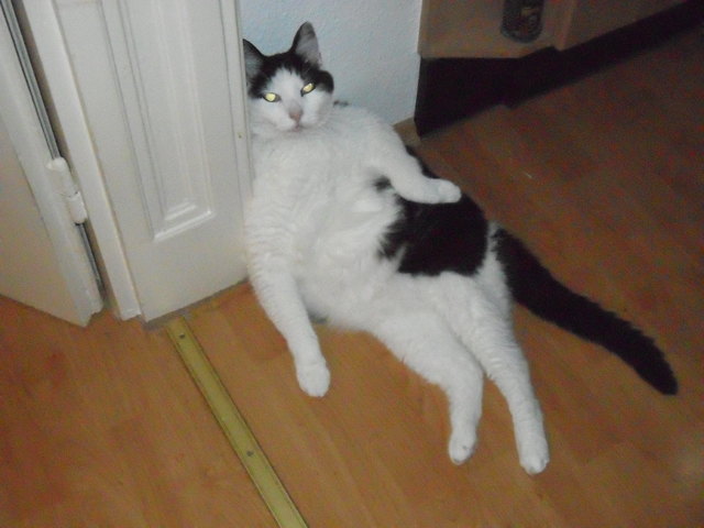 Bad Cat