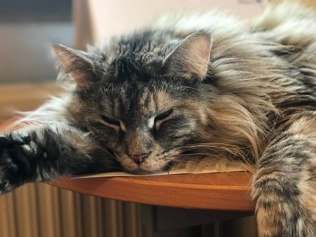 Lazy Sunday