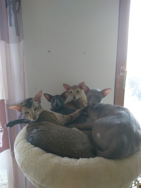 Meine 4 Lieblinge