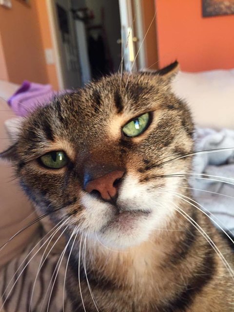 Grumpy Diego