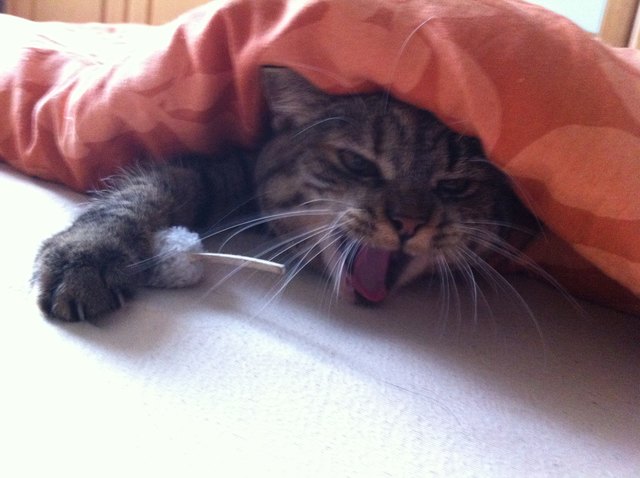 Lucy aus Judenau